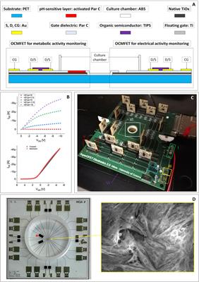 Simultaneous recording of electrical and metabolic activity of cardiac cells in vitro using an organic charge modulated field effect transistor array